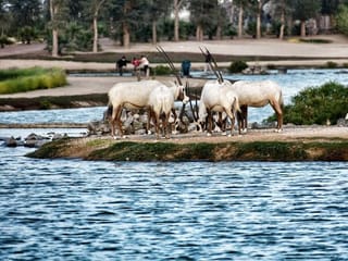 Photos: Gulf News reader shares pictures of the beautiful landscapes at the Expo 2020 Lake in Dubai