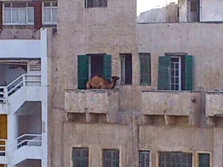 210714 Cairo camel