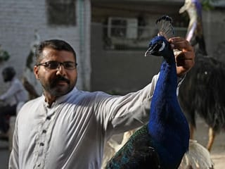Stuffed with love: bereaved pet owners turn to taxidermy in Pakistan