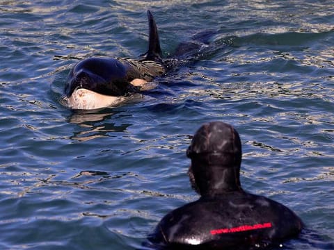 A baby orca named Toa is cared for by Department of Conservation staff and volunteers in Plimmerton on July 14, 2021. Toa died on Saturday after a futile search for the mother.