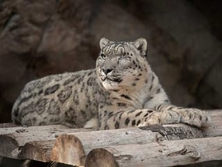 Unvaccinated snow leopard at San Diego Zoo catches COVID-19