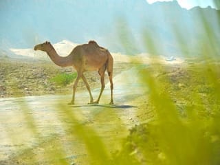 Photos: Gulf News readers share pictures of beautiful camels and deserts in Dubai and Sharjah