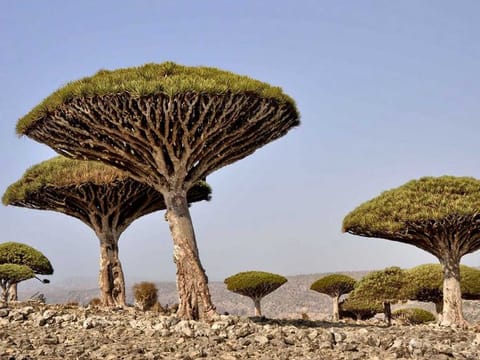 The UAE provides UAE’s $110m development, relief aid to Socotra to help overcome challenges and dire conditions.