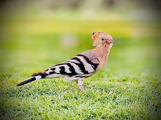Photos: Gulf News readers share pictures of beautiful birds in Dubai, Sharjah and Ajman