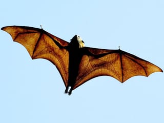Covid-like bat virus discovered by researchers in Chinese lab