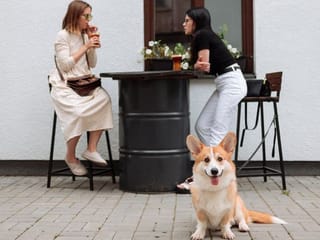 Ulti-mutt list of 8 dog-friendly cafes and restaurants in Dubai