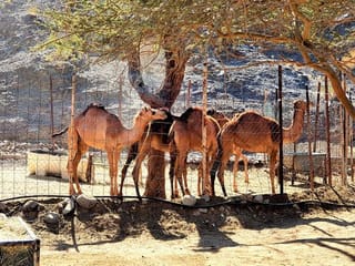 Photos: Gulf News reader shares pictures of animals, birds, reptiles in Dubai, Ajman, Ras Al Khaimah and Umm Al Quwain