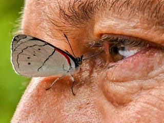 Photos: Colombian photographer documents world's largest variety of butterflies