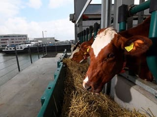Photos: Floating Dutch cow farm aims to curb climate impact