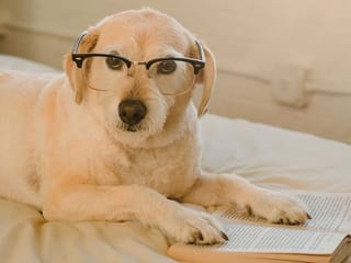 Dogs can associate words with objects, study finds