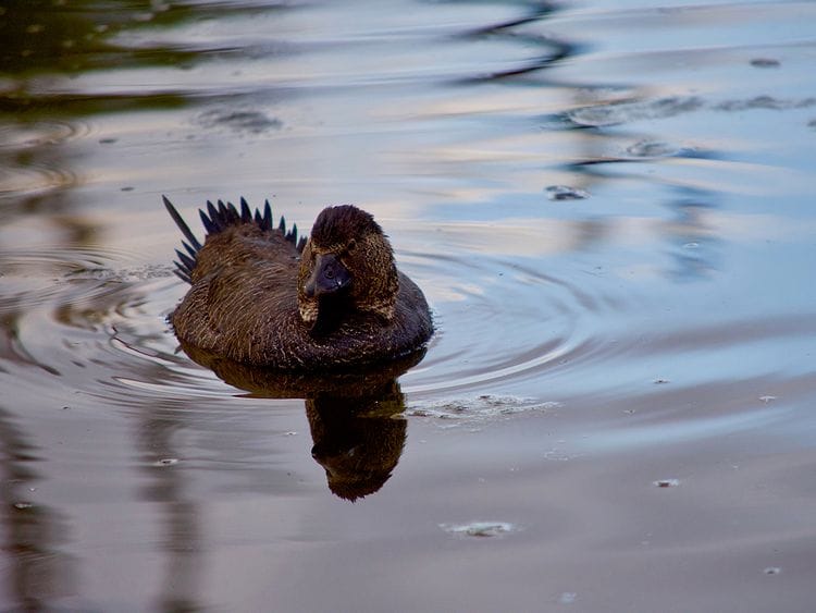 Australian musk duck 