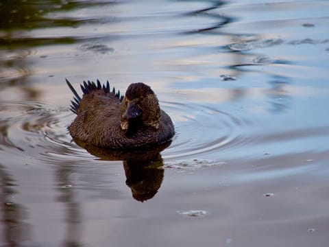 An Australian musk duck was able to memorise and reproduce sounds and speech - imitating the noise of a door slamming and someone muttering the phrase, “You bloody fool”.