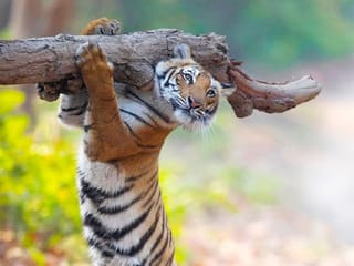 Look: Funniest wildlife pictures from 2021