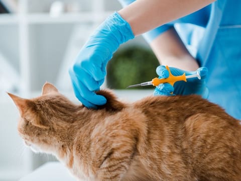 Microchips are inserted under the skin, usually near the scruff of the neck.
