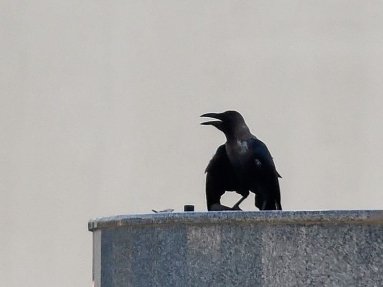 Crow