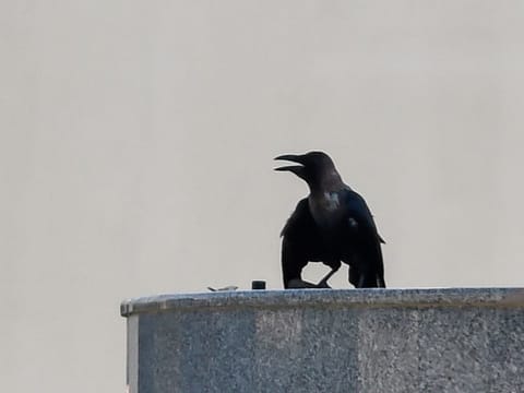 The crow with broken wings. 