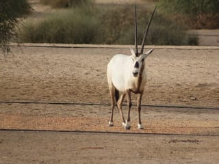 Photos: Gulf News readers share pictures of the beautiful birds, camels and Arabian Oryx in Dubai, Sharjah and Ras Al Khaimah