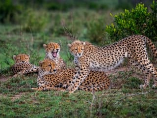 Photos: Dubai-based travel photographer shares pictures of stunning safari animals in Kenya and Tanzania, Africa