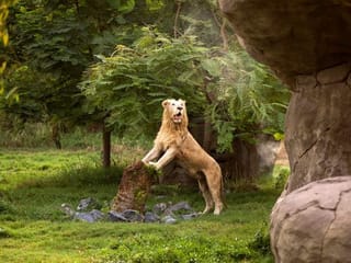 From the Editors: Dubai Safari all set to add to city's charm 
