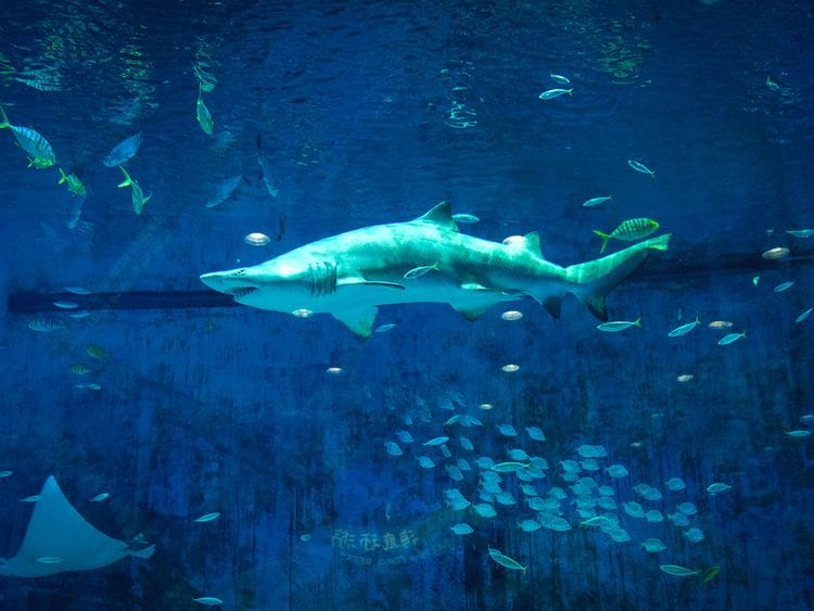 shark
