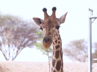 10 animal encounters in UAE that kids will love