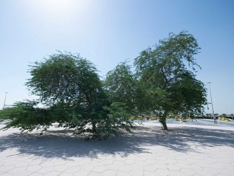 Ghaf tree