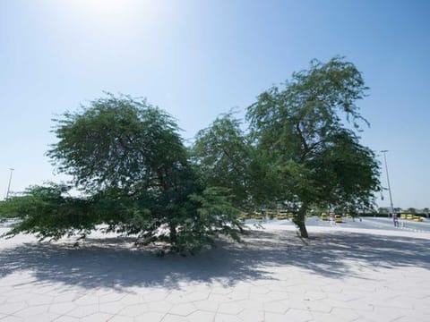 A Ghaf Tree named Salama at Expo 2020 Dubai site. 