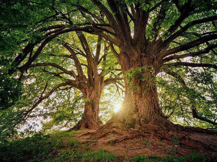 STOCK forest