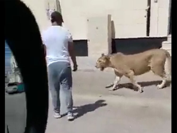 REG LION
