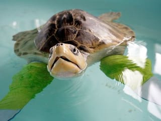 Photos: Marine turtles in rehab in Ecuador beachside hospital 