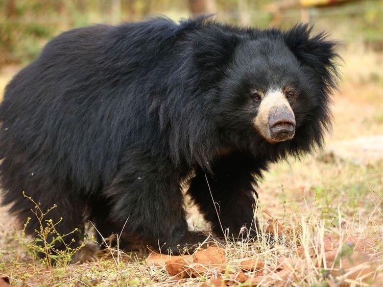 Sloth bear.