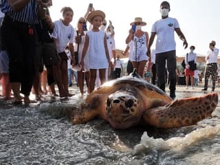 Photos: UAE’s Turtle Rehabilitation Project releases 14 endangered green, hawksbill loggerhead sea turtles