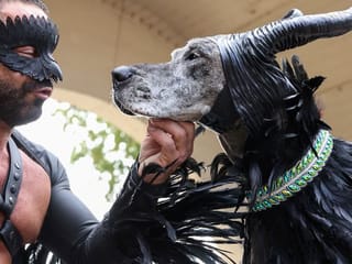 Costumed canines parade in their Halloween best for Tompkins Square dog parade in New York