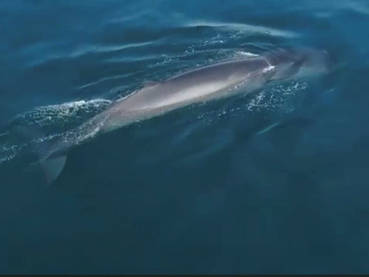 whale-1635222997869