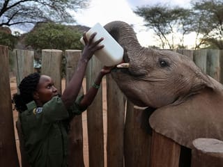 Photos: Kenyan elephant sanctuary tests goats' milk as healthier feed option