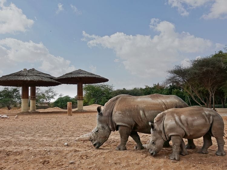 rhino