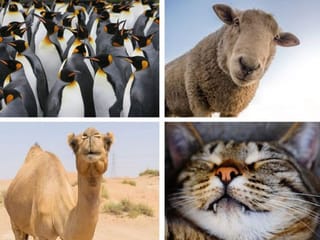 8 cool little-known facts about animals that kids will love