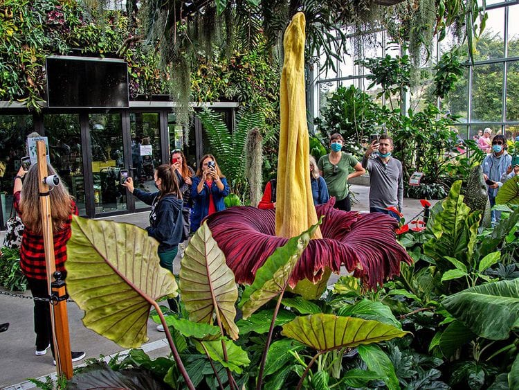 Giant_Stinky_Flower_79784