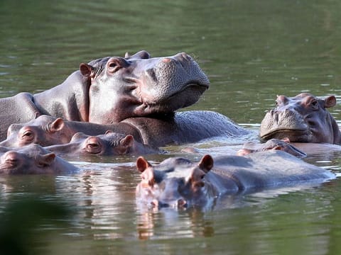 In this file photo from Feb. 4, 2021, hippos float in the lake at Hacienda Napoles Park, once the private estate of drug kingpin Pablo Escobar who imported three female hippos and one male decades ago in Puerto Triunfo, Colombia.