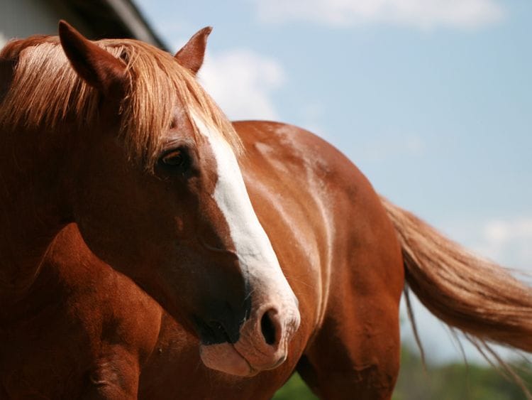 Horse 