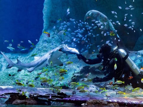 Visitors can hand-feed sharks, among other close encounters, at The National Aquarium in Abu Dhabi, which opened on Friday in Al Qana