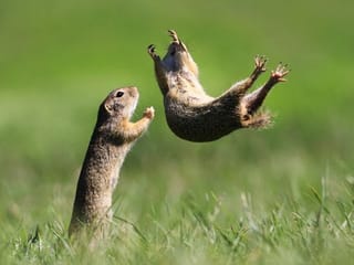 Comedy Wildlife: Hilarious images of animals in their natural habitat