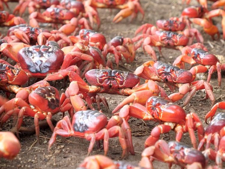 2021-11-18T043445Z_1742222985_RC2SWQ92LOHS_RTRMADP_3_AUSTRALIA-CRABS-(Read-Only)