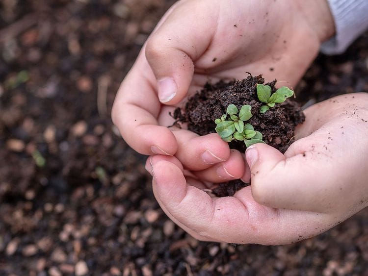 STOCK seedling new plant