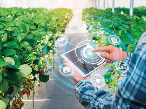 The Emirates' national food security strategy will make the UAE a world-leading hub of innovation-driven food security in the next 30 years.