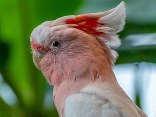 Photos: Have a glimpse of the Green Planet in Dubai, a tropical indoor rainforest housing beautiful birds and other creatures
