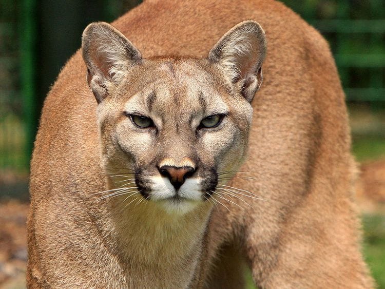 STOCK mountain lion puma