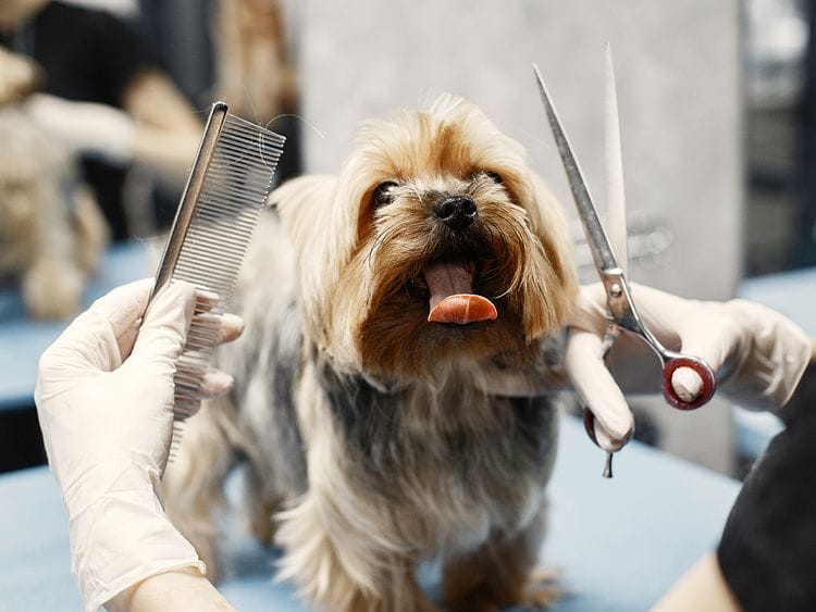 dog grooming