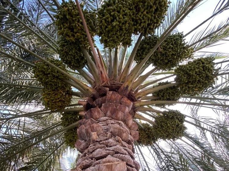 Palm