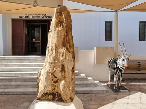  The pretrified rock is displayed at the Natural History Museum located in Al Khuwair’s Ministry District as a symbol of Oman’s history.